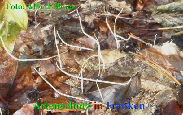Copyright AiF - Albert Meier Bild zum Eintrag (88542-160)