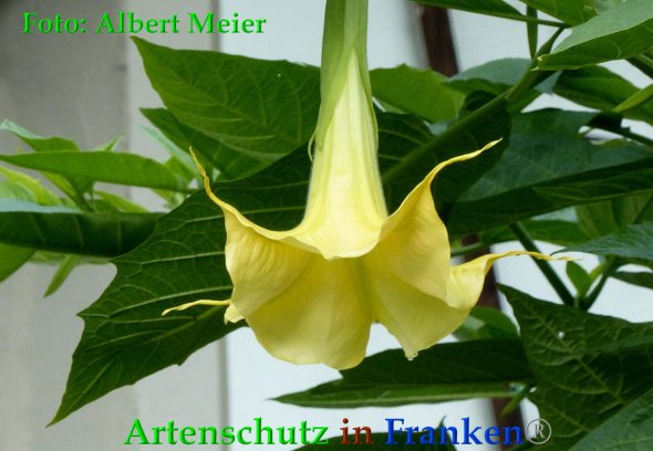 Copyright AiF - Albert Meier Bild zum Eintrag (88561-160)