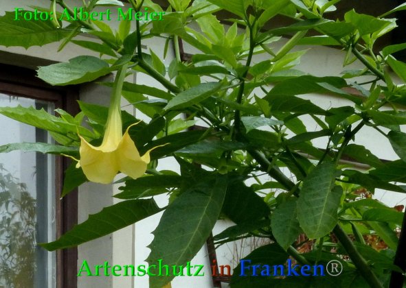 Copyright AiF - Albert Meier Bild zum Eintrag (88562-160)