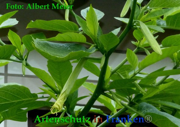Copyright AiF - Albert Meier Bild zum Eintrag (88564-160)