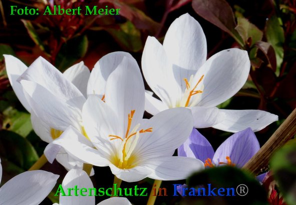 Copyright AiF - Albert Meier Bild zum Eintrag (88568-160)