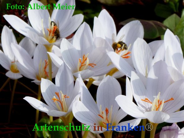 Copyright AiF - Albert Meier Bild zum Eintrag (88569-160)