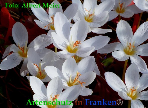 Copyright AiF - Albert Meier Bild zum Eintrag (88570-160)