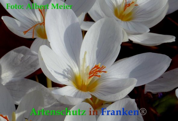 Copyright AiF - Albert Meier Bild zum Eintrag (88571-160)