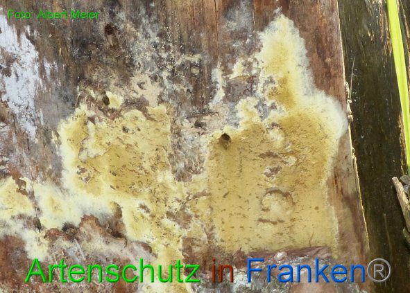 Copyright AiF - Albert Meier Bild zum Eintrag (88754-160)