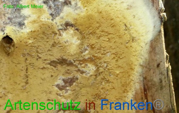 Copyright AiF - Albert Meier Bild zum Eintrag (88755-160)