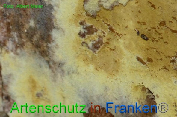 Copyright AiF - Albert Meier Bild zum Eintrag (88756-160)