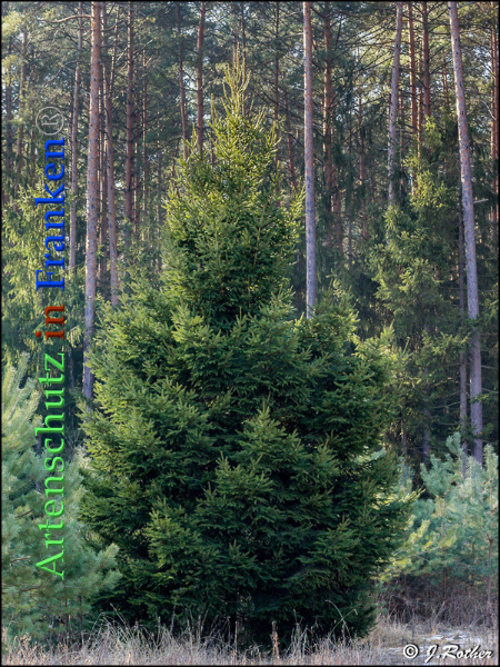 Copyright AiF Johannes Rother Bild zum Eintrag (89959-160)