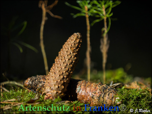 Copyright AiF Johannes Rother Bild zum Eintrag (89960-160)