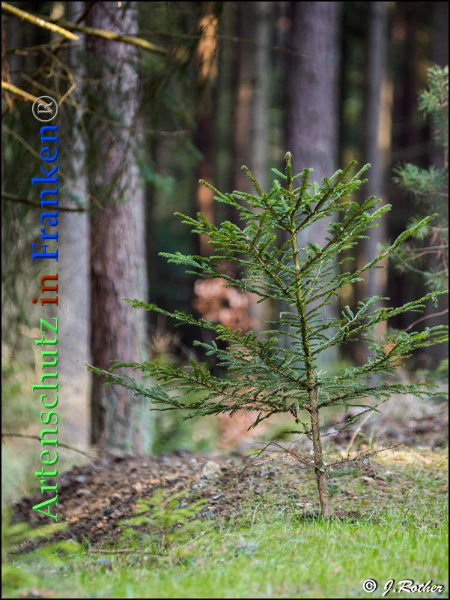 Copyright AiF Johannes Rother Bild zum Eintrag (89961-160)