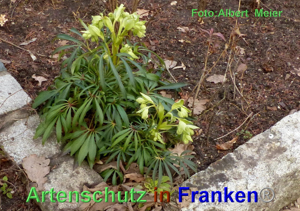 Copyright AiF - Albert Meier Bild zum Eintrag (90336-160)