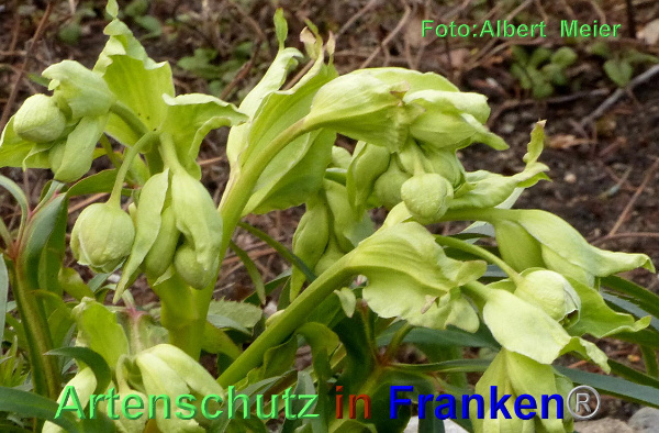 Copyright AiF - Albert Meier Bild zum Eintrag (90337-160)