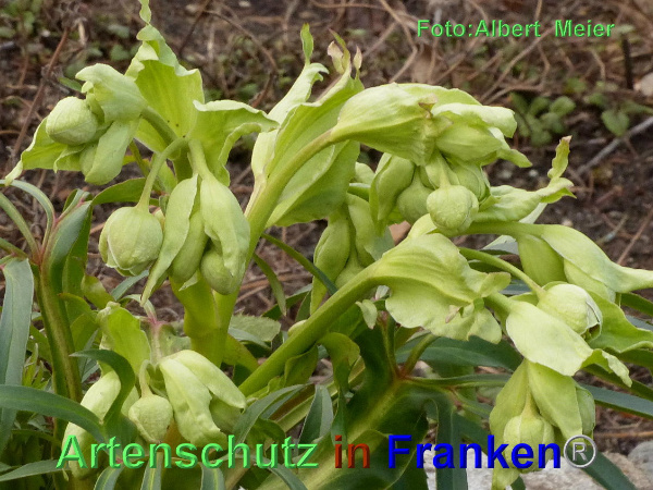 Copyright AiF - Albert Meier Bild zum Eintrag (90338-160)