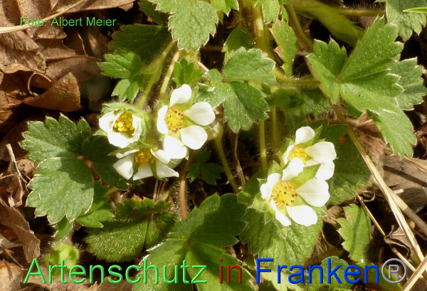 Copyright AiF - Albert Meier Bild zum Eintrag (90666-160)