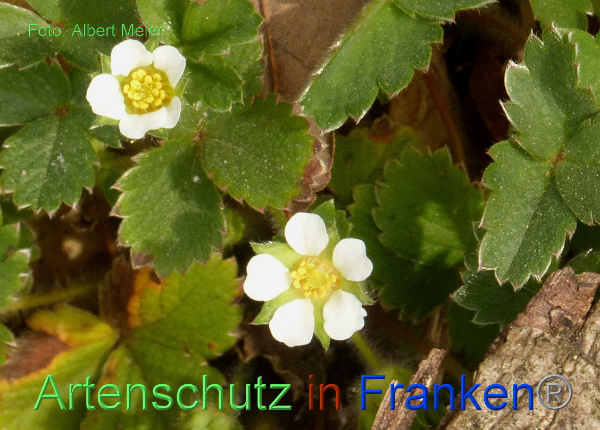 Copyright AiF - Albert Meier Bild zum Eintrag (90667-160)