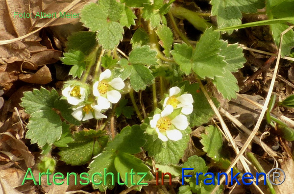 Copyright AiF - Albert Meier Bild zum Eintrag (90668-160)