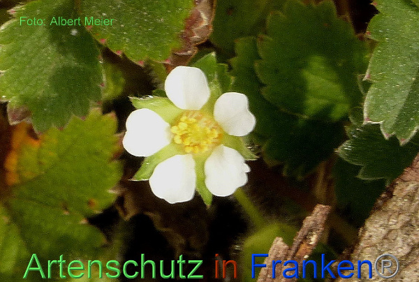 Copyright AiF - Albert Meier Bild zum Eintrag (90669-160)