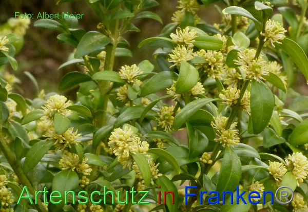 Copyright AiF - Albert Meier Bild zum Eintrag (90674-160)