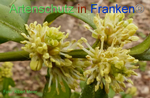 Copyright AiF - Albert Meier Bild zum Eintrag (90677-160)