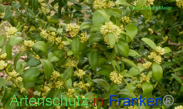 Copyright AiF - Albert Meier Bild zum Eintrag (90678-160)