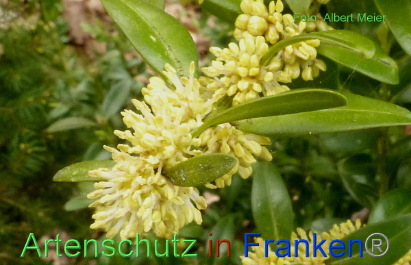 Copyright AiF - Albert Meier Bild zum Eintrag (90679-160)