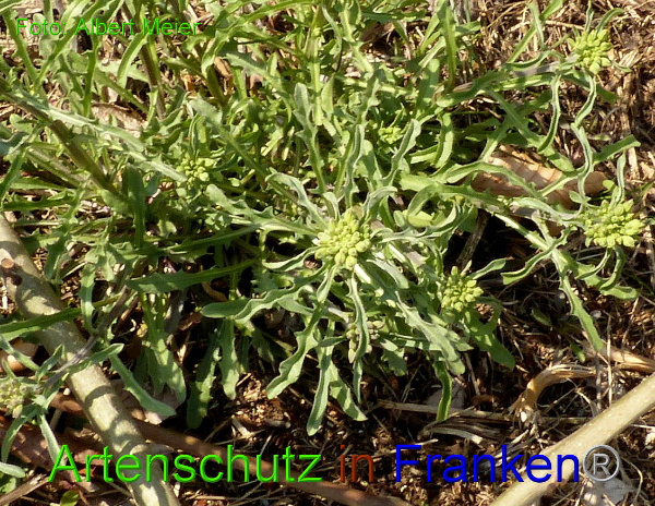 Copyright AiF - Albert Meier Bild zum Eintrag (90761-160)