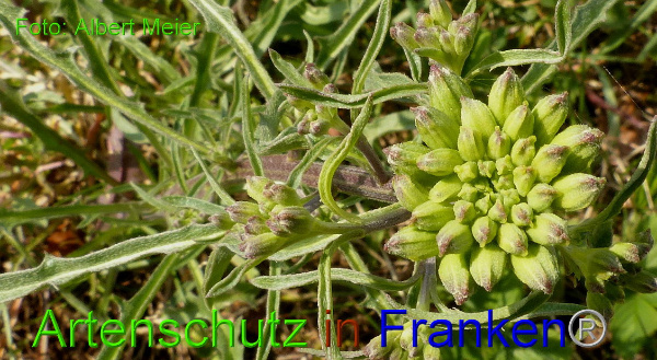 Copyright AiF - Albert Meier Bild zum Eintrag (90763-160)