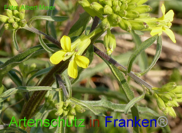 Copyright AiF - Albert Meier Bild zum Eintrag (90764-160)