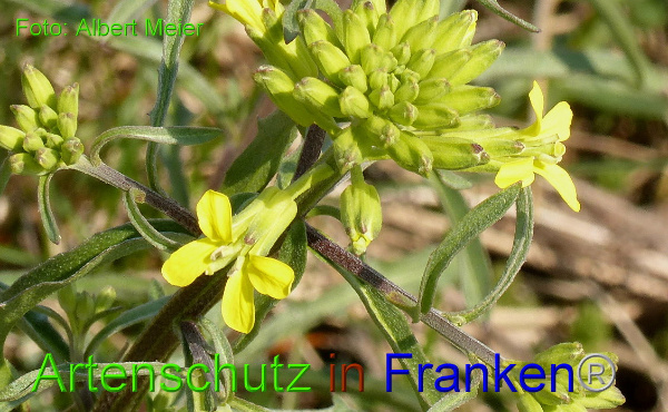 Copyright AiF - Albert Meier Bild zum Eintrag (90766-160)