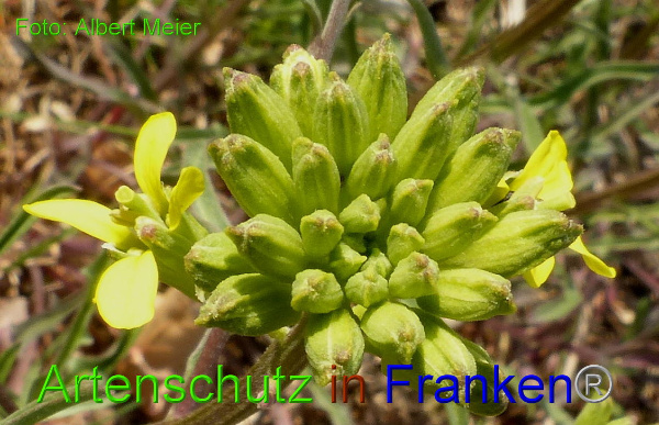 Copyright AiF - Albert Meier Bild zum Eintrag (90769-160)