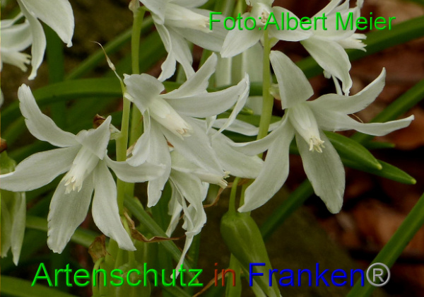 Copyright AiF - Albert Meier Bild zum Eintrag (90957-160)