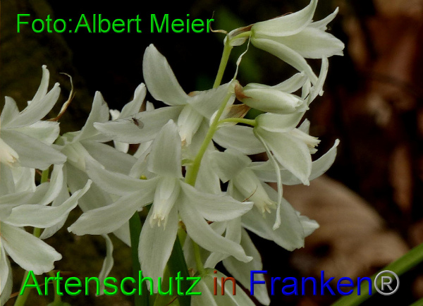 Copyright AiF - Albert Meier Bild zum Eintrag (90958-160)