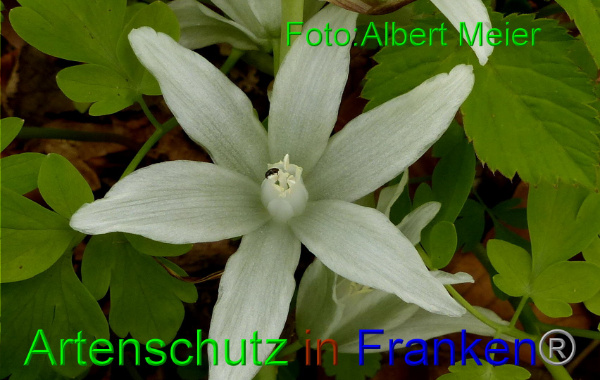 Copyright AiF - Albert Meier Bild zum Eintrag (90961-160)