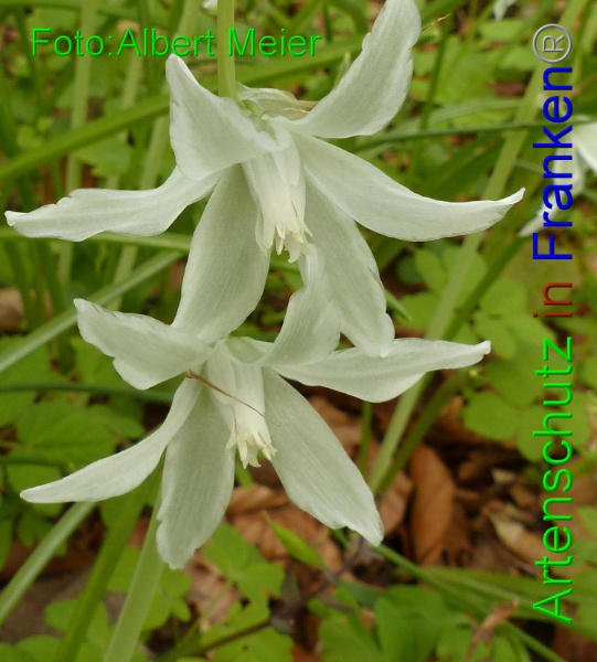 Copyright AiF - Albert Meier Bild zum Eintrag (90962-160)
