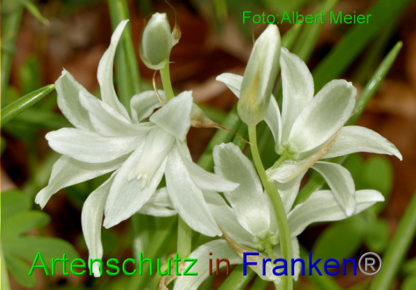 Bild zum Eintrag (90965-160)