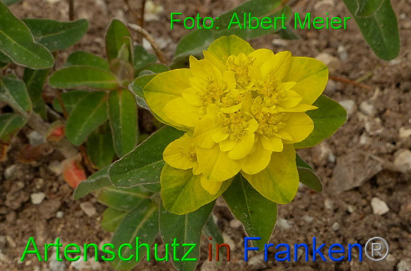 Copyright AiF - Albert Meier Bild zum Eintrag (90988-160)