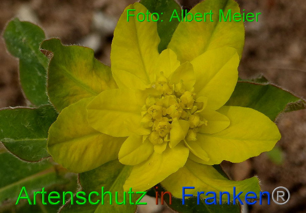 Copyright AiF - Albert Meier Bild zum Eintrag (90991-160)