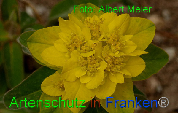 Copyright AiF - Albert Meier Bild zum Eintrag (90992-160)