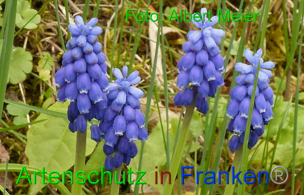 Copyright AiF - Albert Meier Bild zum Eintrag (90996-160)