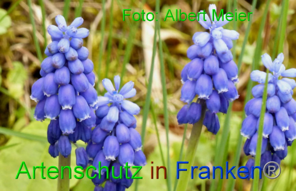 Copyright AiF - Albert Meier Bild zum Eintrag (90997-160)