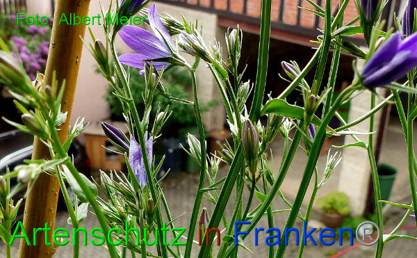 Copyright AiF - Albert Meier Bild zum Eintrag (91535-160)