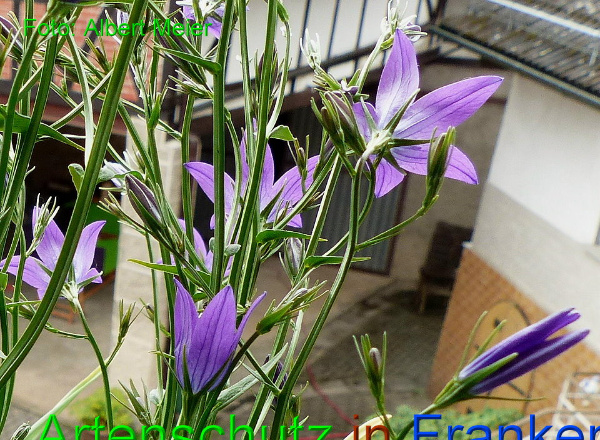 Copyright AiF - Albert Meier Bild zum Eintrag (91536-160)