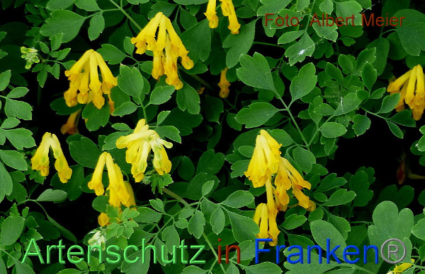 Copyright AiF - Albert Meier Bild zum Eintrag (91617-160)