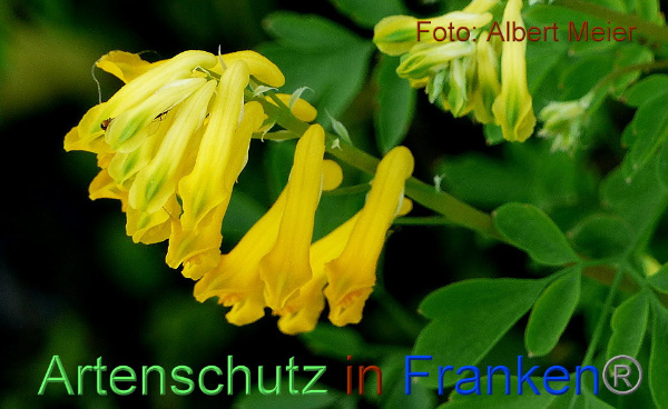 Copyright AiF - Albert Meier Bild zum Eintrag (91618-160)