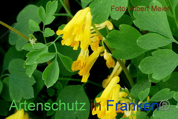 Copyright AiF - Albert Meier Bild zum Eintrag (91619-160)