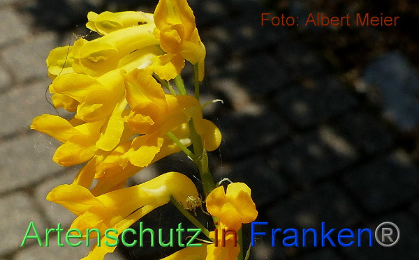 Copyright AiF - Albert Meier Bild zum Eintrag (91620-160)