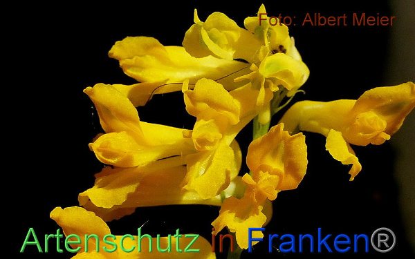 Copyright AiF - Albert Meier Bild zum Eintrag (91622-160)