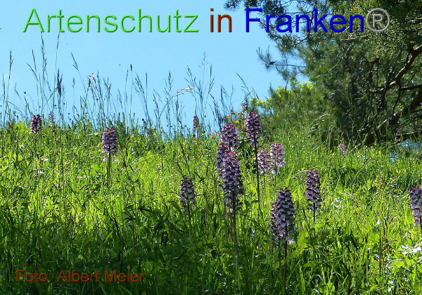 Copyright AiF - Albert Meier Bild zum Eintrag (91643-160)