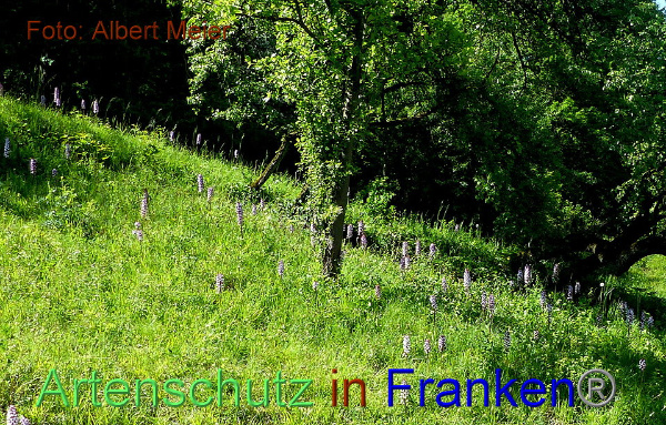 Copyright AiF - Albert Meier Bild zum Eintrag (91644-160)