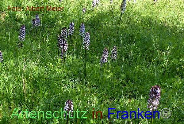 Copyright AiF - Albert Meier Bild zum Eintrag (91645-160)